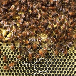 Deseret Hive Supply - Ogden, UT