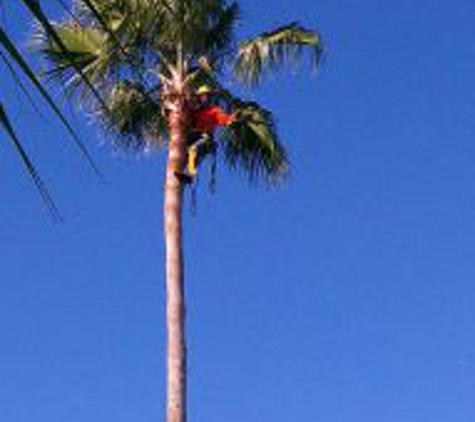 Beechnut Tree Service - New Port Richey, FL. palm trimming