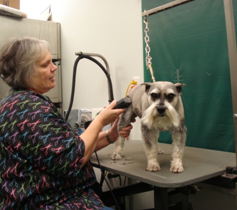 animal care center - Springfield, MO. Getting groomed :)