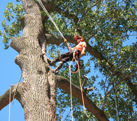 Brock's Tree Service - Saint Charles, MO