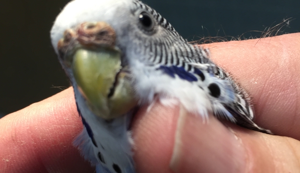 Sandalfoot Animal Clinic and Bird Hospital - Boca Raton, FL