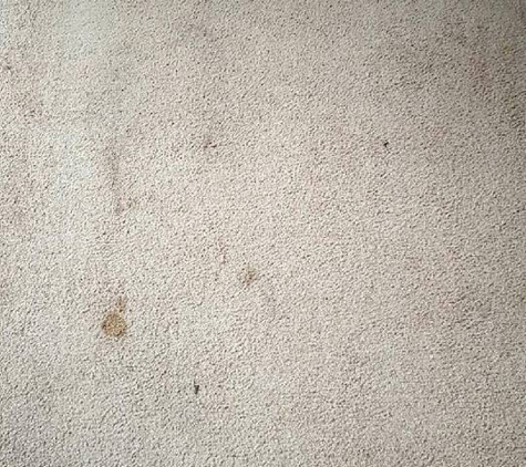 Chem-Dry South East - Worrolong, SA. Before