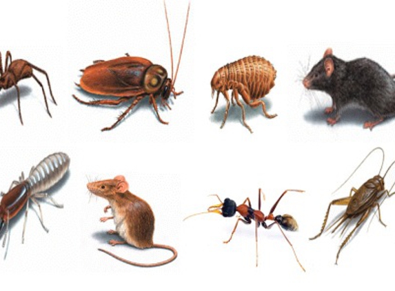 Alamo Pest Control Environment Services, Inc. - Stoneham, MA