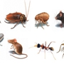 Alamo Pest Control Environment Services, Inc.