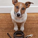 Millennium Dog Walkers & Pet Care - Pet Training