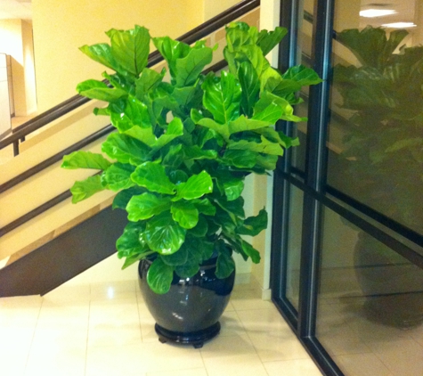 Cityscape Interiors Tropical Plant Service - Dallas, TX