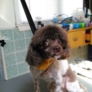 Snip N' Clip Dog Grooming - Pet Services