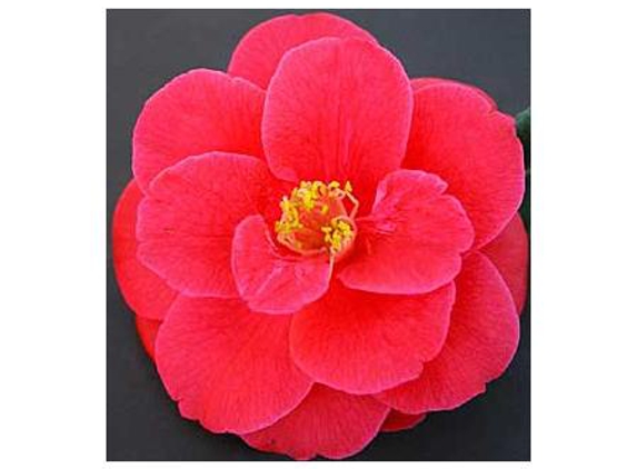 Camellia Grove Nursery - Glenorie, NSW