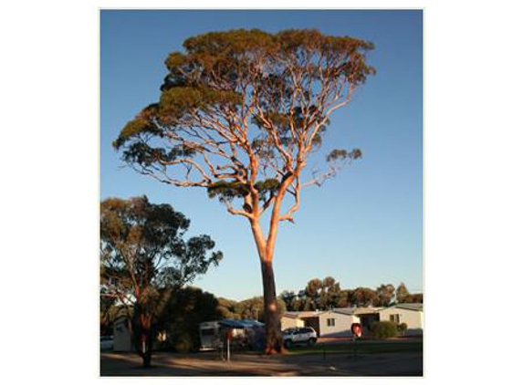 Merredin Caravan Park - Merredin, WA
