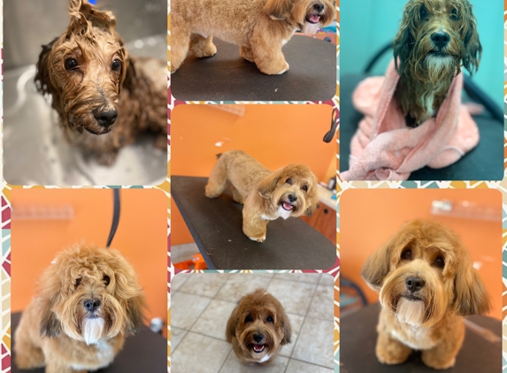 Bluestar Pet Hospital & Grooming - Saint Johns, FL