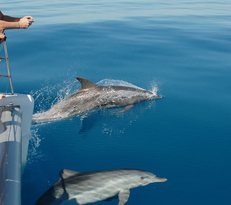 Blue Dolphin Marine Tours. - Urangan, QLD. Dolphin Cruises