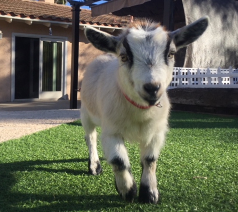 Barn Animal Buddies - Lakeside, CA