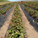 Swanton Berry Farms - Farms