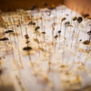 B & C Pest Control gallery
