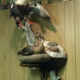 S&B Taxidermy