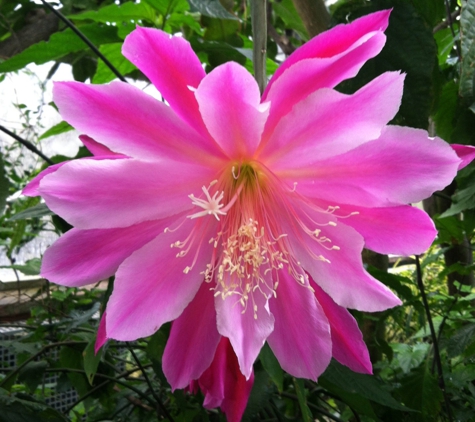 Anna Scripps Whitcomb Conservatory - Detroit, MI