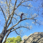 TopKnotch Tree Service