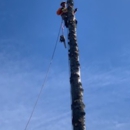 Luisiana Tree Services LLC - Arborists