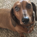 Lori's Puppy Palace - Pet Grooming