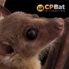 CP Bat Mitigation gallery