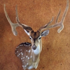 Joe Avalos Taxidermy