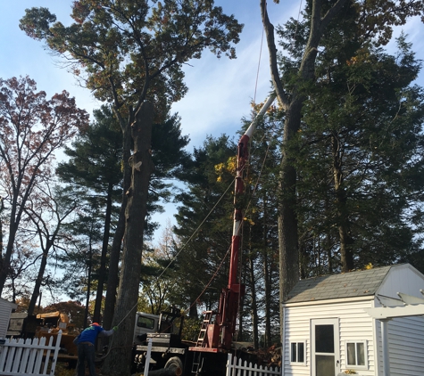 AA Tree & Shrub Service - Lynn, MA