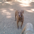 Becky's Pet Sitting Dog Boarding Day Care