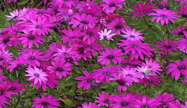Glenvue Wholesale Nursery - Rye, VIC. Daisy Osteospermum