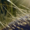 Alliance Pest Services gallery