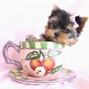 TeaCups, Puppies & Boutique - Pet Stores