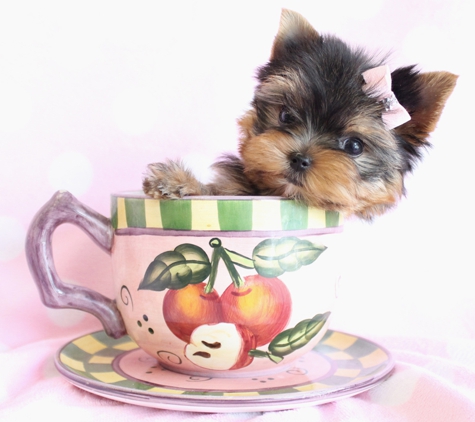 TeaCups, Puppies & Boutique - Davie, FL