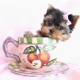 TeaCups, Puppies & Boutique