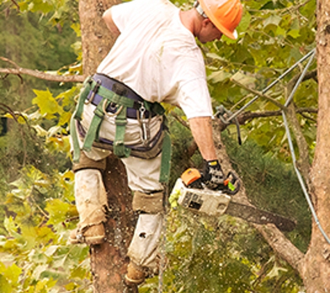 Bumblebee Tree Service & Landscape Design LLC - Washington Township, NJ