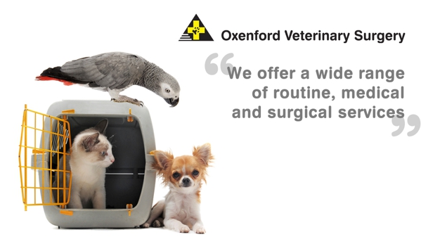Oxenford Veterinary Surgery - Oxenford, QLD. Wide range of routine, medical and surgical services