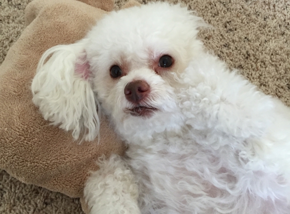 Barkin Barn Pet salon - Whitman, MA. Tiger (Maltipoo)