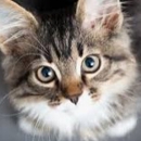 Cat Hospital Of Canterbury - Pet Services