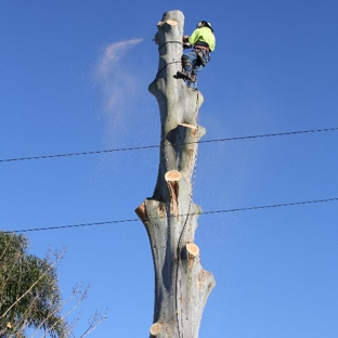 Treebiz Tree Services - Harlaxton, QLD