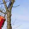 Tree Tops Tree Service Inc gallery