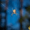 United Pest & Turf Control gallery