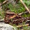 Lehigh Valley Wildlife Removal gallery