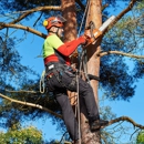 Central Ohio Tree Trimming Service, Inc. - Stump Removal & Grinding