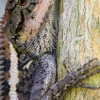 Bullock's Wildlife Removal gallery