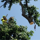 Mathias Precision Tree Service - Arborists