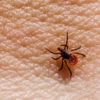 A & M Pest & Termite Control gallery