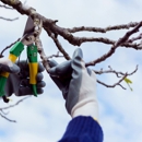 Dubois Tree Service - Tree Service