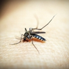 Ben's Pest Control gallery