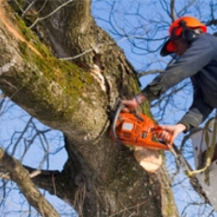 Weaver's Tree Service And Stump Removal - White Hall, AR