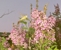 Spring Meadow Mobile Home Park - Mobile Home Parks
