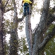 T&D Professional Tree Removal