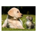 Beltline-Plano RD Animal Hosp - Pet Services